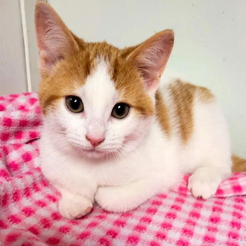 A baby small-sized male Orange / Red Domestic Short Hair cat named Janus for adoption in South Elgin, IL