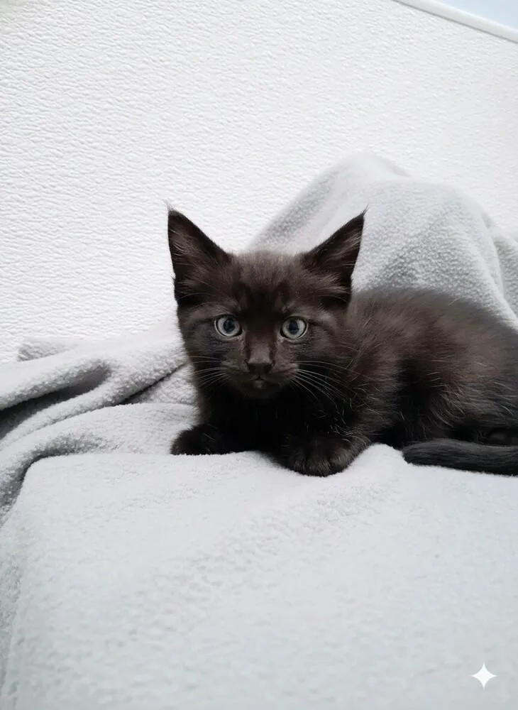 A baby small-sized female Black Domestic Short Hair cat named Annie Oakley for adoption in Westfield, WI