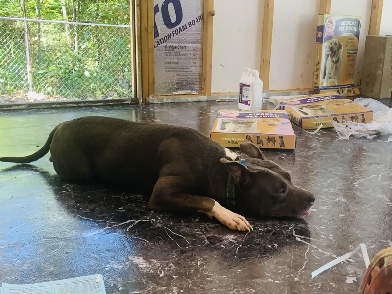 Blueberry thumbnail 2