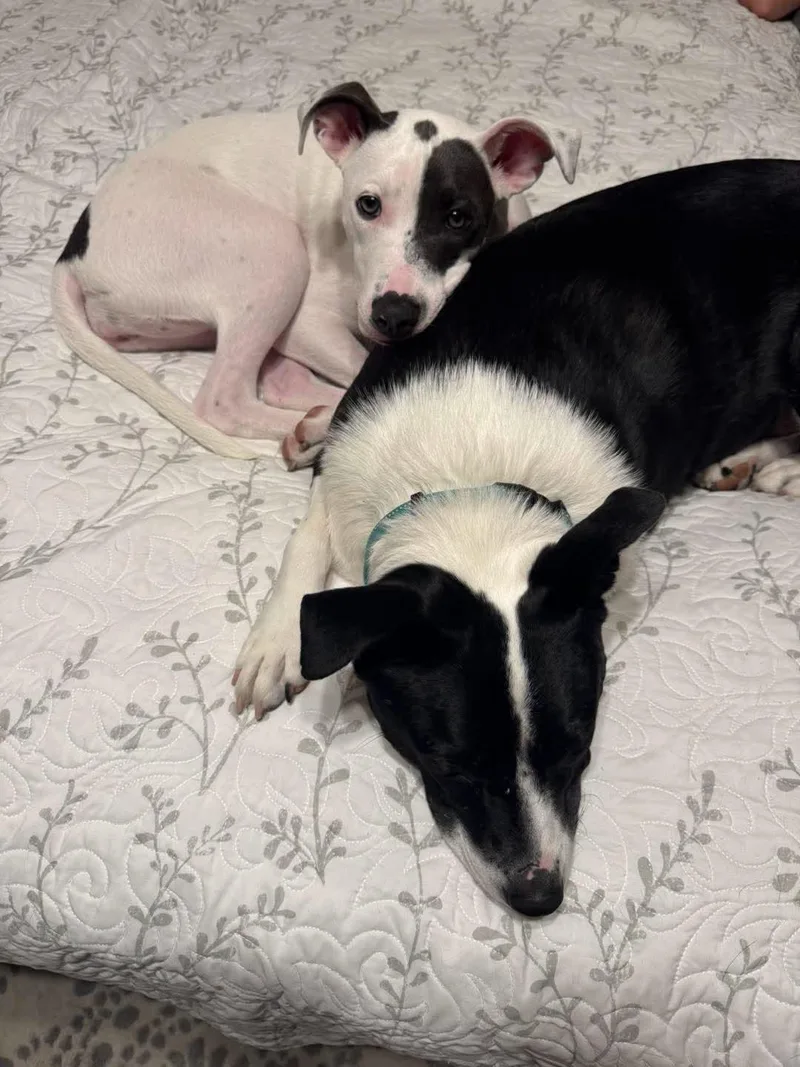 A young medium-sized female White / Cream American Staffordshire Terrier dog named Kona for adoption in Grand Island, NE