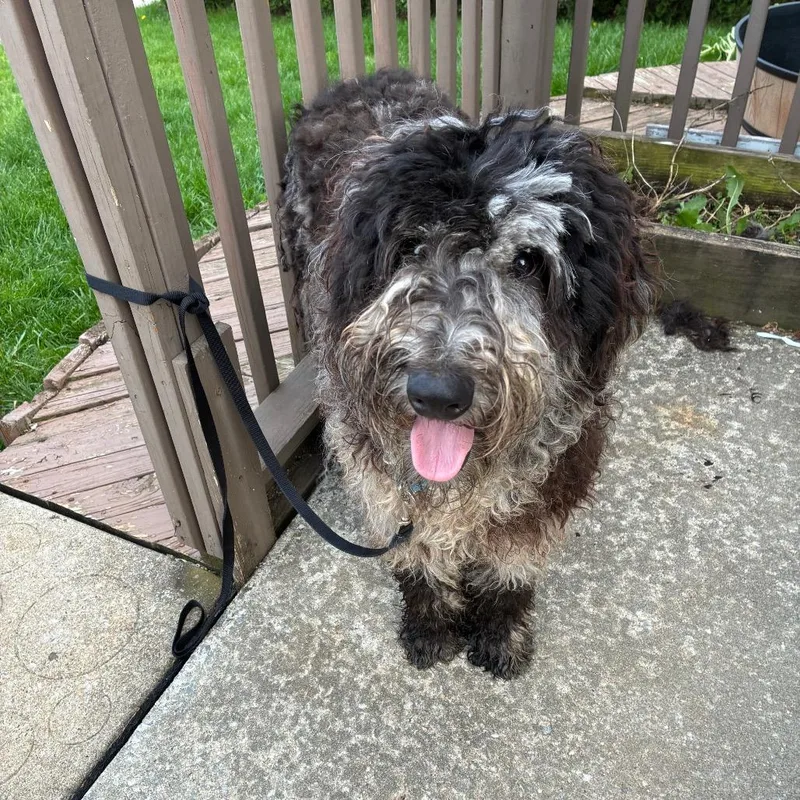 A young medium-sized male Black Poodle dog named Taro for adoption in Alexandria, VA