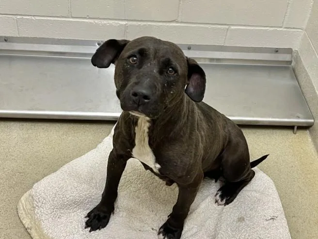 An adult medium-sized female Pit Bull Terrier dog named Lauryn for adoption in Chapel Hill, NC