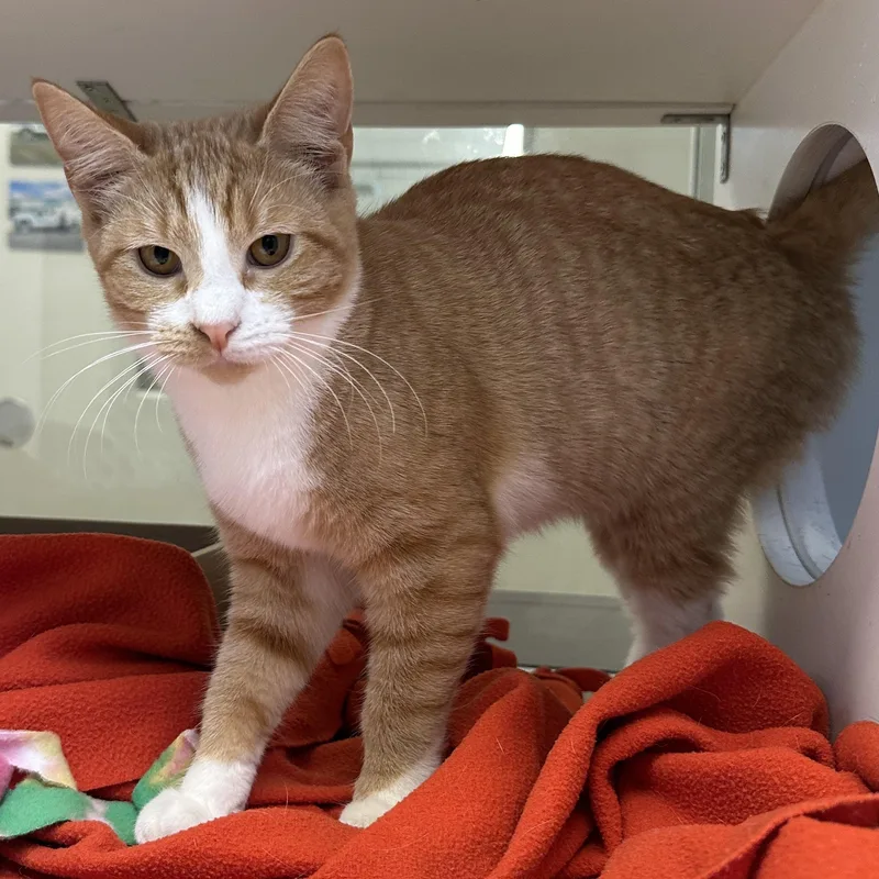 A baby medium-sized female Tabby (Orange / Red) Domestic Short Hair cat named Phantom for adoption in Manassas, VA