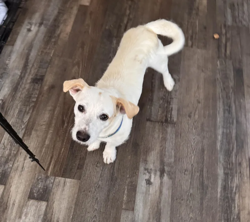 Peanut