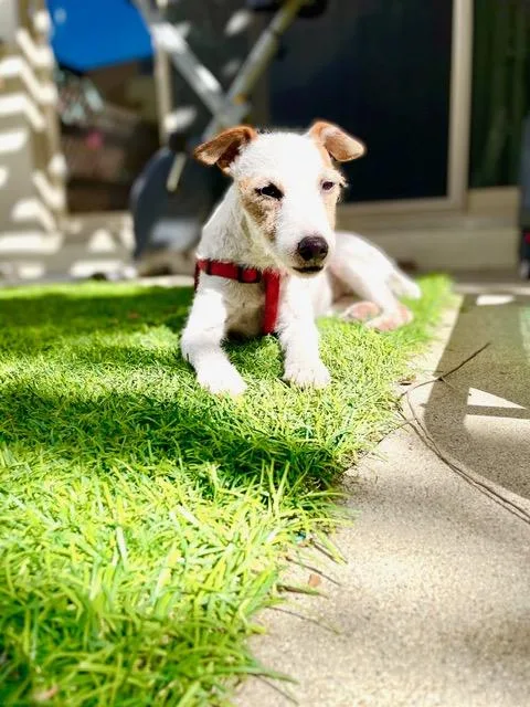 Daisy thumbnail 2
