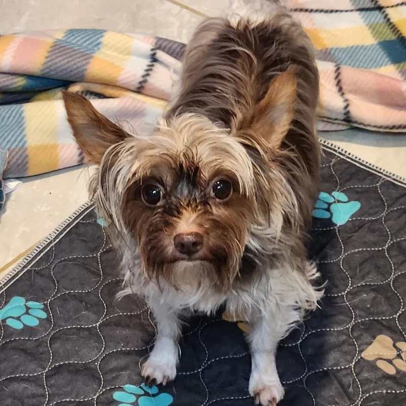 An adult small-sized female Yorkshire Terrier dog named Macy for adoption in Walnutport, PA