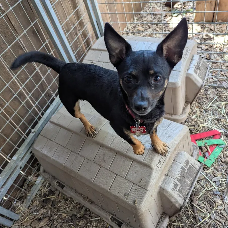 An adult small-sized female White / Cream Chihuahua dog named Junebug for adoption in Boerne, TX