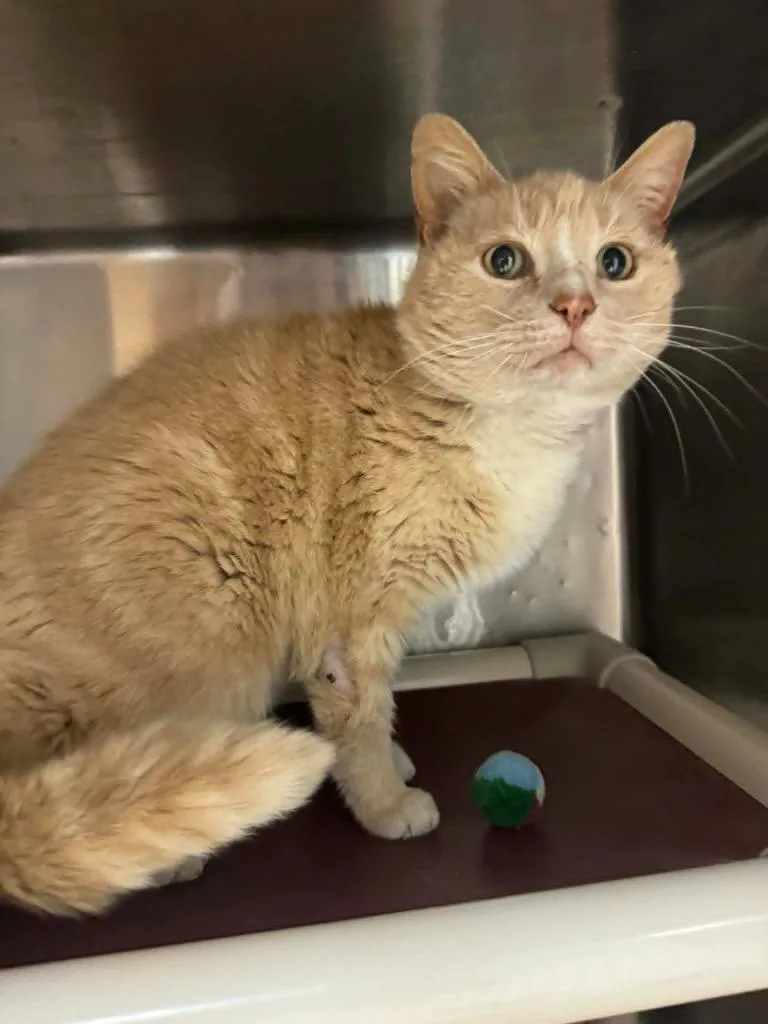 A young medium-sized female Domestic Short Hair cat named Carla for adoption in Marion, OH