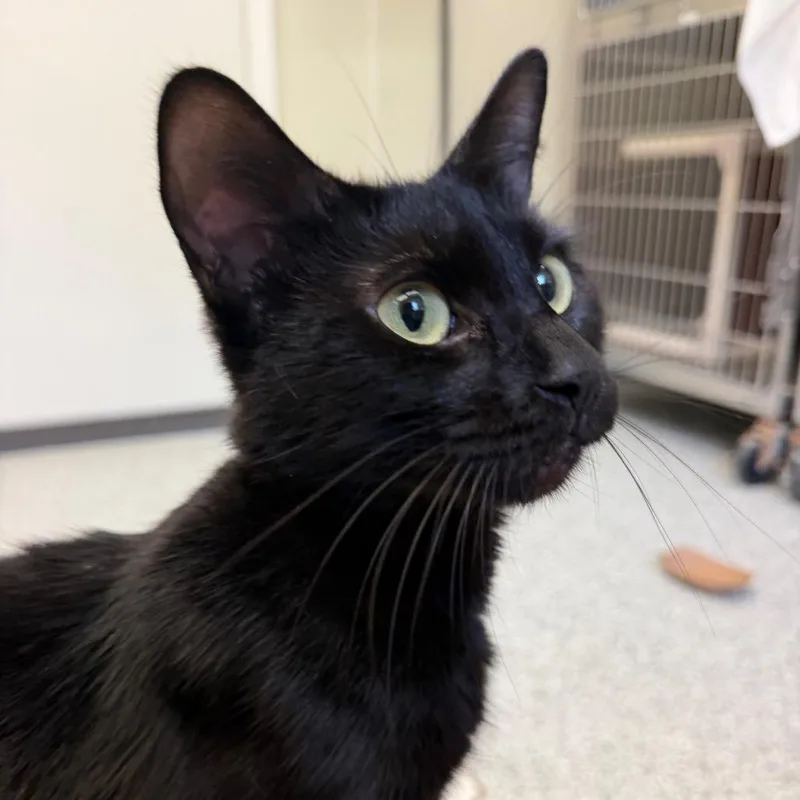 A young medium-sized female Black Domestic Short Hair cat named Blackberry for adoption in Enfield, NH