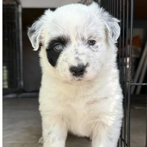 A baby medium-sized female Merle (Blue) Cattle Dog dog named Pebbles for adoption in Santa Rosa, CA
