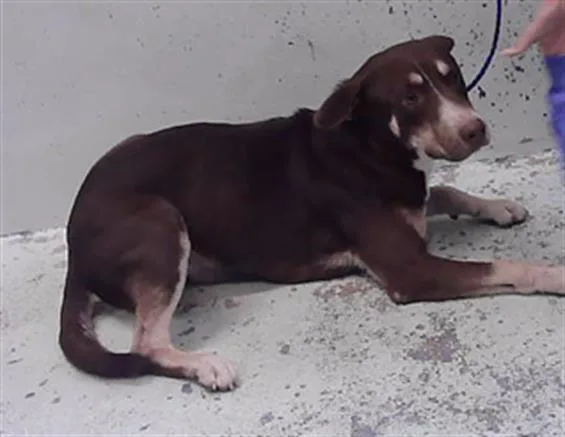 A young medium-sized male Siberian Husky dog named Leo for adoption in Houston, TX