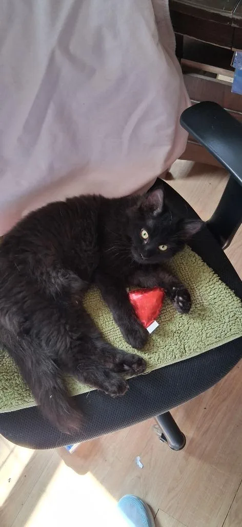 A baby small-sized female Domestic Long Hair cat named Nesta for adoption in Hagaman, NY