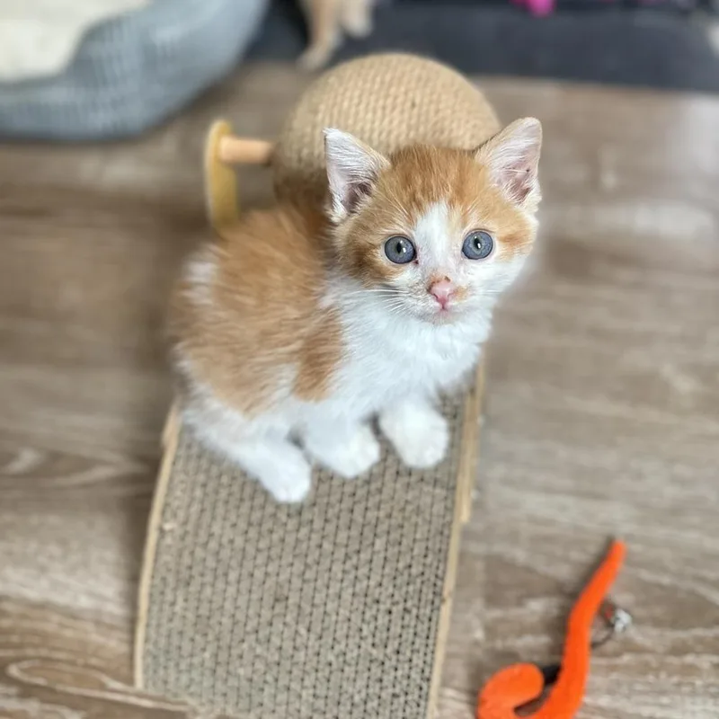 A baby medium-sized male Domestic Short Hair cat named Chevelle for adoption in China Township, MI