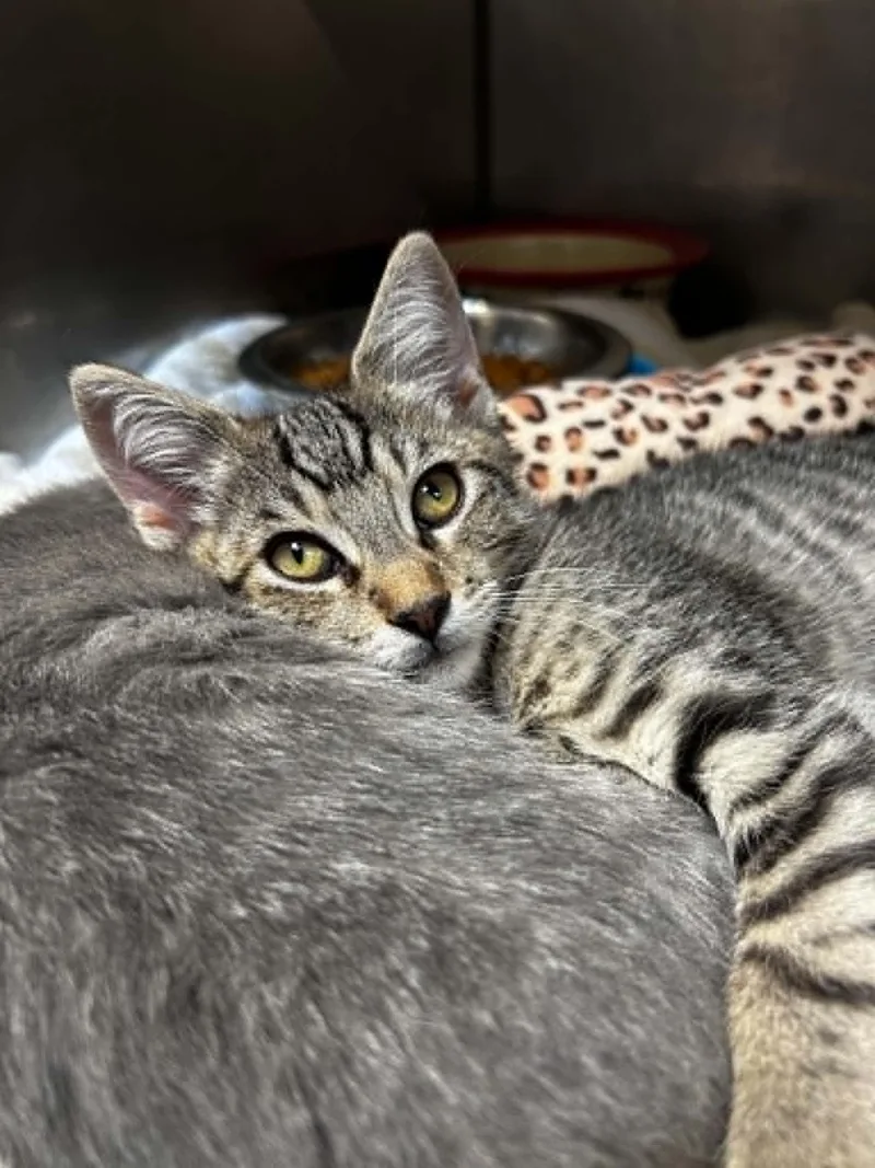 A baby medium-sized male Tabby (Brown / Chocolate) Domestic Short Hair cat named Blake for adoption in Chambersburg, PA