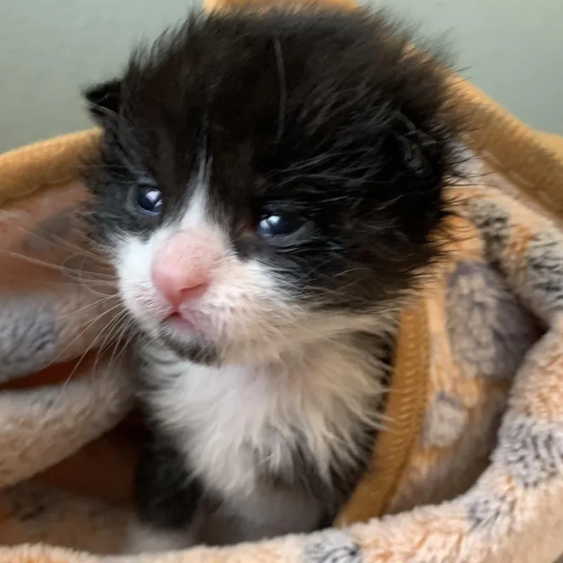 A baby small-sized male Black Domestic Medium Hair cat named Mr. Gibb for adoption in Keizer, OR