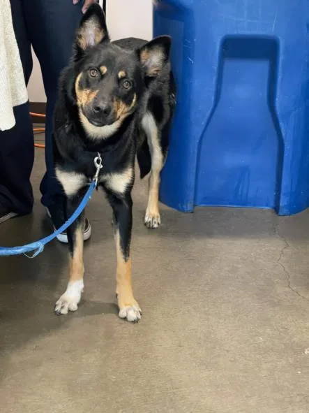 An adult large-sized female Mixed Breed dog named Penny for adoption in Van Nuys, CA