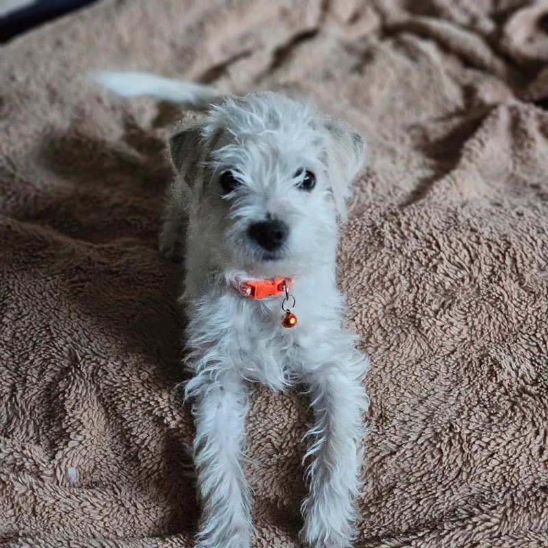 A baby small-sized male White / Cream Maltipoo dog named Tickle for adoption in Lafayette, CA