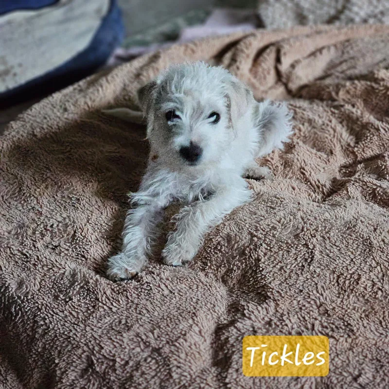 Tickle thumbnail 3