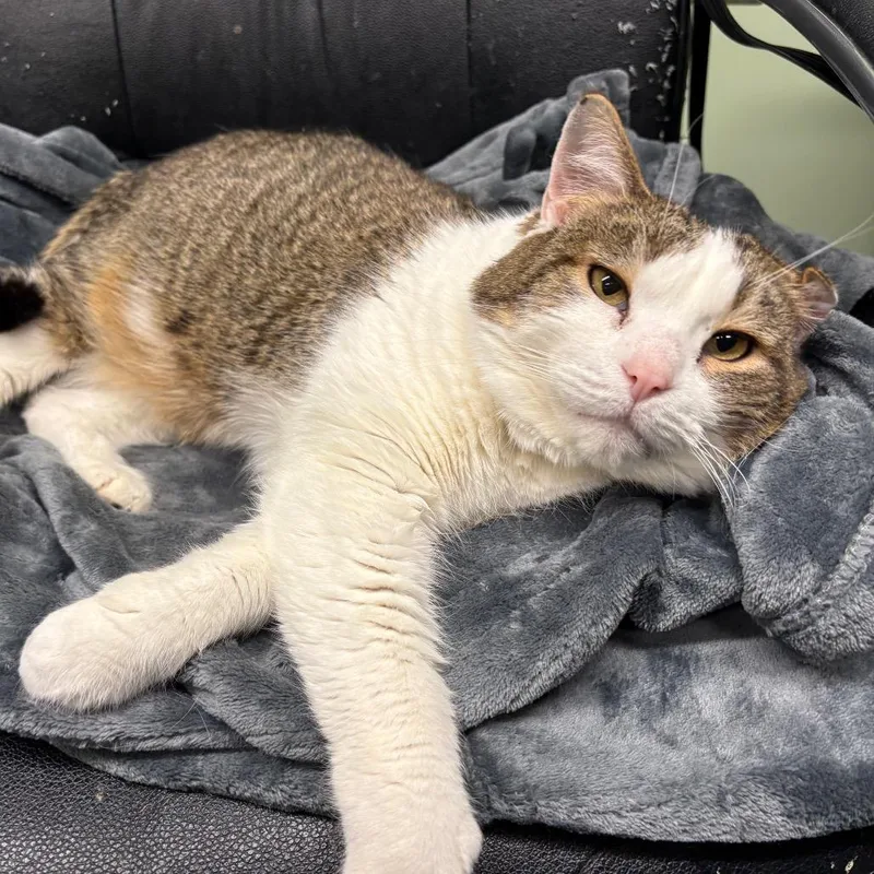 An adult large-sized male Brown / Chocolate Domestic Short Hair cat named Mr. Ryder for adoption in Spokane, WA