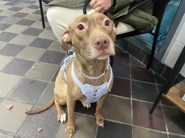 An adult medium-sized female Mixed Breed dog named Mama Coco for adoption in New York, NY