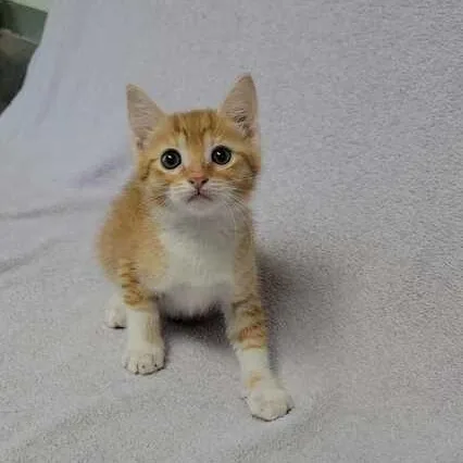 A baby medium-sized male Tabby (Orange / Red) Domestic Short Hair cat named Big Blue for adoption in Valdosta, GA
