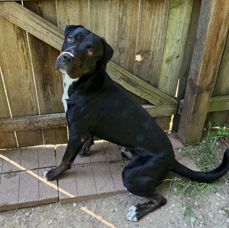 An adult large-sized male Labrador Retriever dog named Bruno for adoption in Martinsville, IN