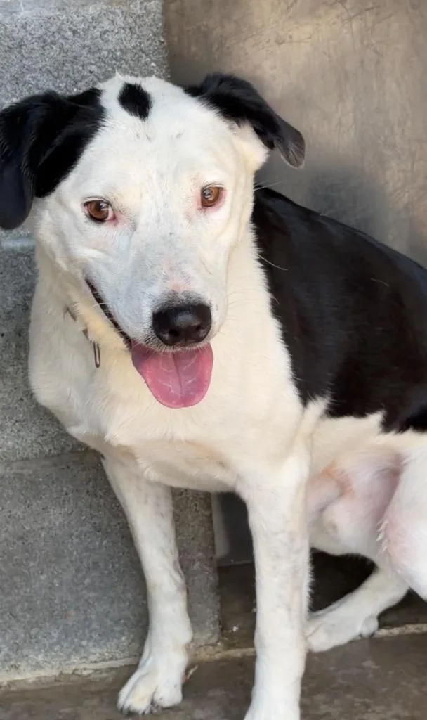 An adult large-sized male Bearded Collie dog named Chop for adoption in Chickamauga , GA