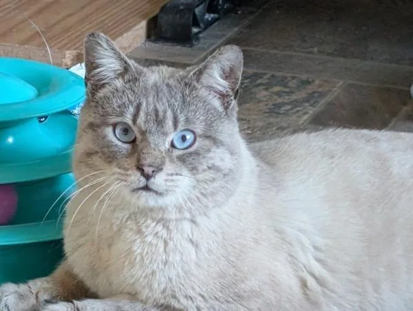 A young medium-sized male Gray / Blue / Silver Siamese cat named Otto for adoption in Kenosha, WI
