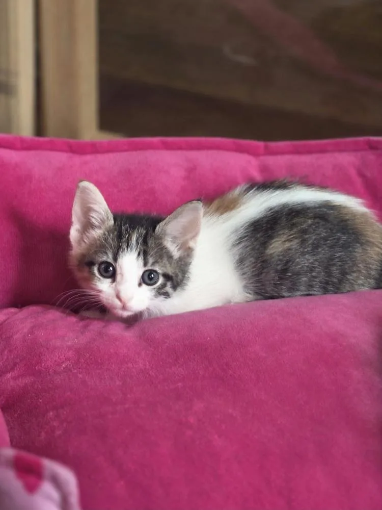 A baby small-sized female White Domestic Short Hair cat named Emmy for adoption in Metamora, IL