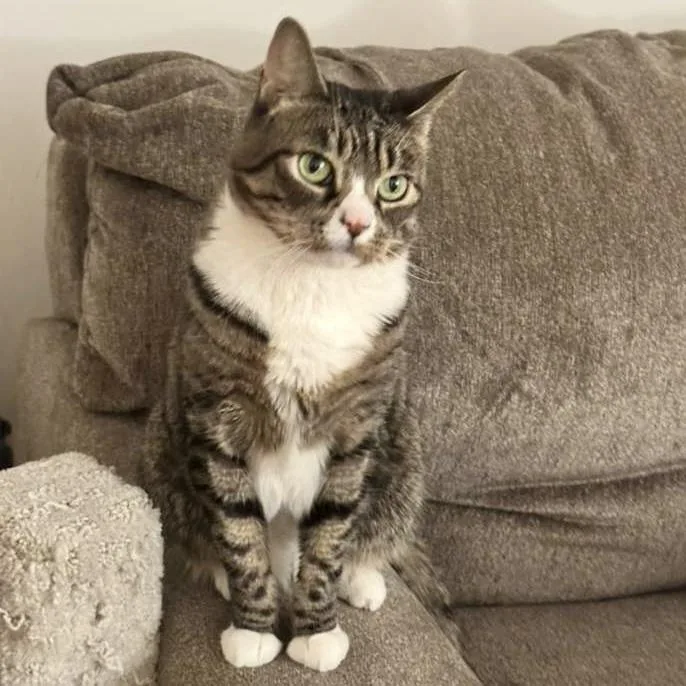 An adult medium-sized female Tabby (Buff / Tan / Fawn) Tabby cat named Cleopatra for adoption in New York, NY