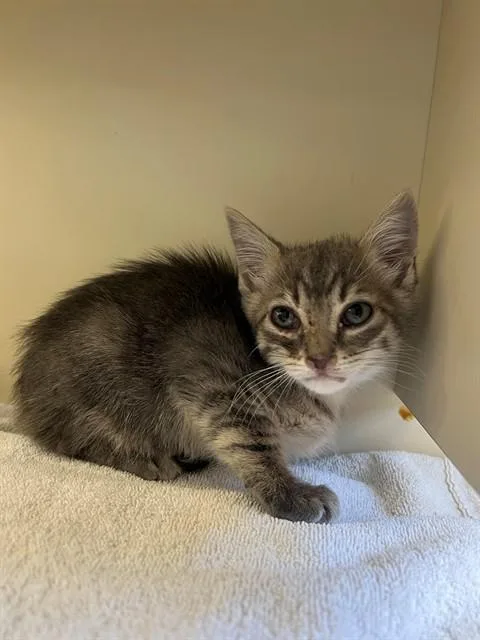 A baby small-sized male Domestic Short Hair cat named Pedro for adoption in Thousand Palms, CA