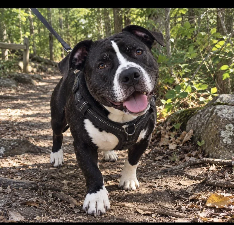 An adult large-sized male Black American Staffordshire Terrier dog named Beck for adoption in CUMMING, GA