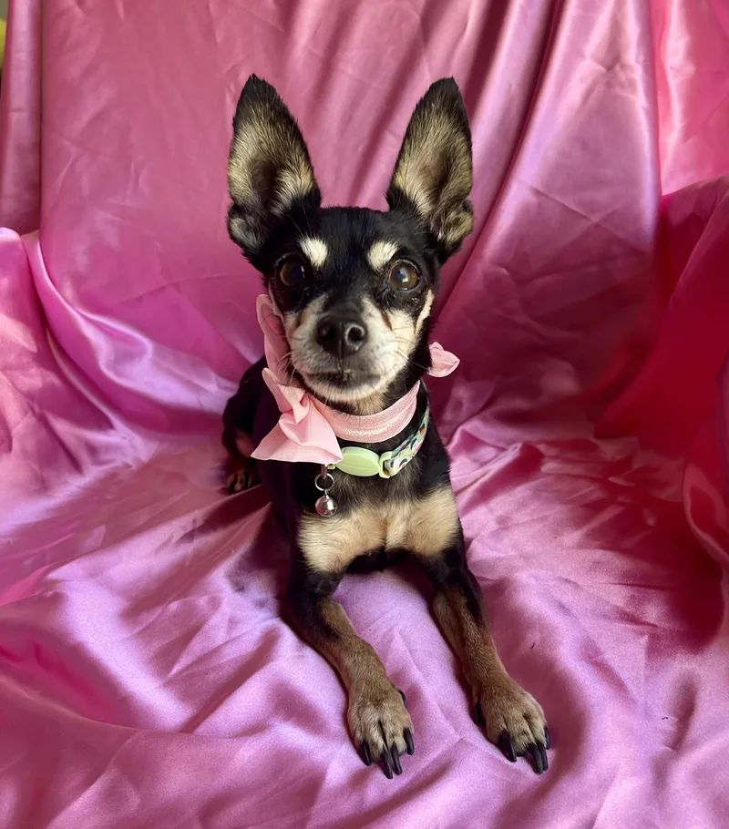 Pixie