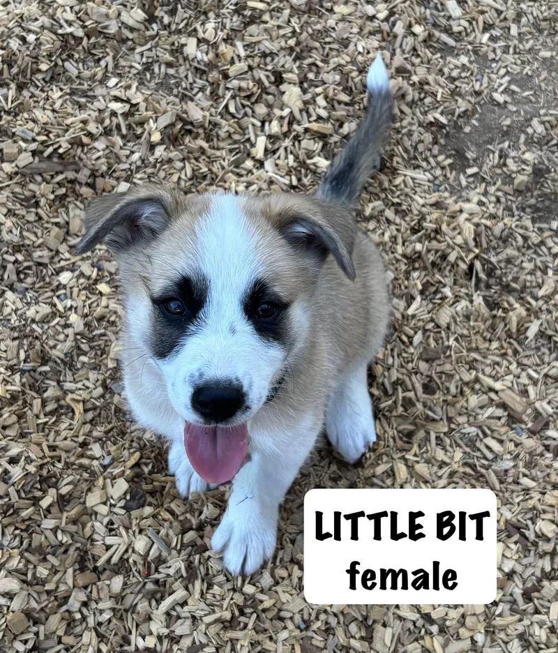 A baby large-sized female Tricolor (Brown, Black, & White) Great Pyrenees dog named Little bit for adoption in Sonora, CA
