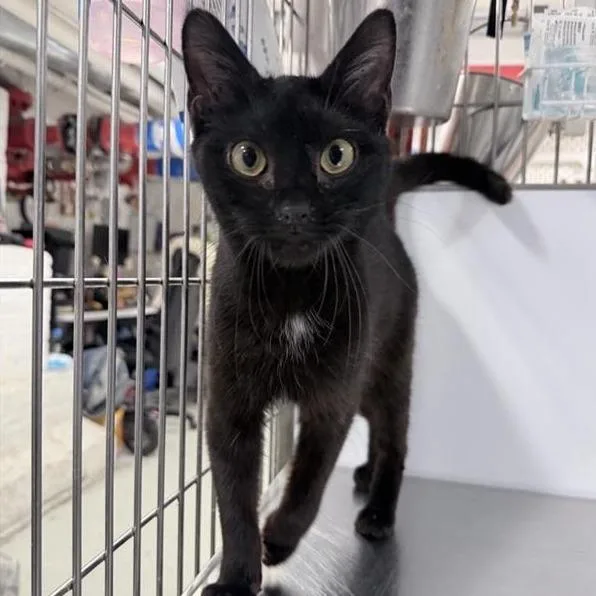 A young medium-sized male Black Domestic Short Hair cat named Gavin for adoption in New York, NY