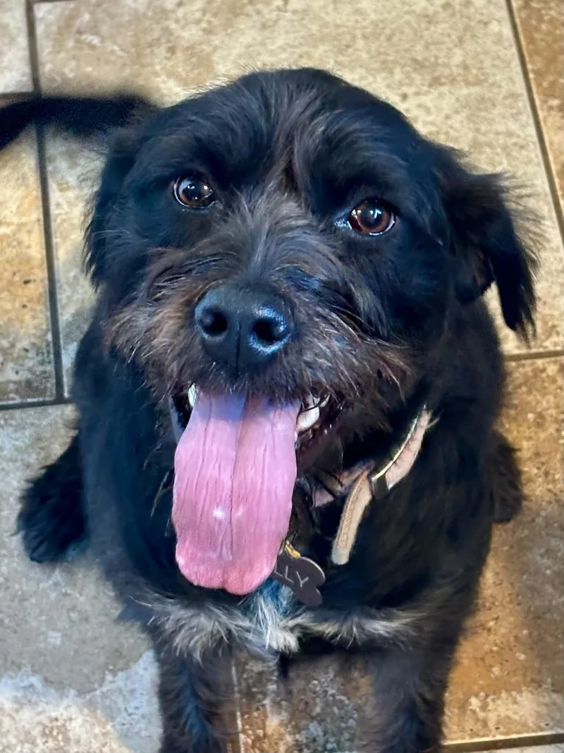 An adult medium-sized female Poodle dog named Holly for adoption in Barnhart, MO