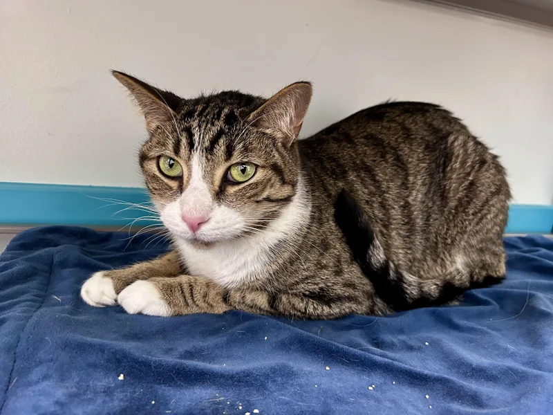 An adult medium-sized male Tabby (Brown / Chocolate) Tabby cat named Cosmo for adoption in Grand Rapids, MI