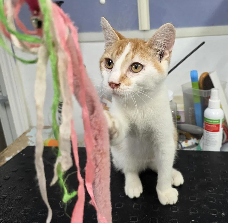 A young medium-sized male Domestic Short Hair cat named Shim for adoption in Knoxville, IA