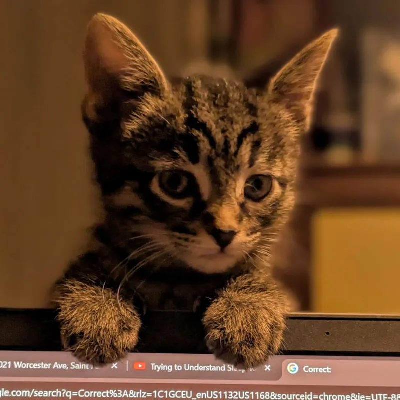 A baby small-sized male Brown / Chocolate Domestic Short Hair cat named Officer Big Mac for adoption in St. Paul, MN