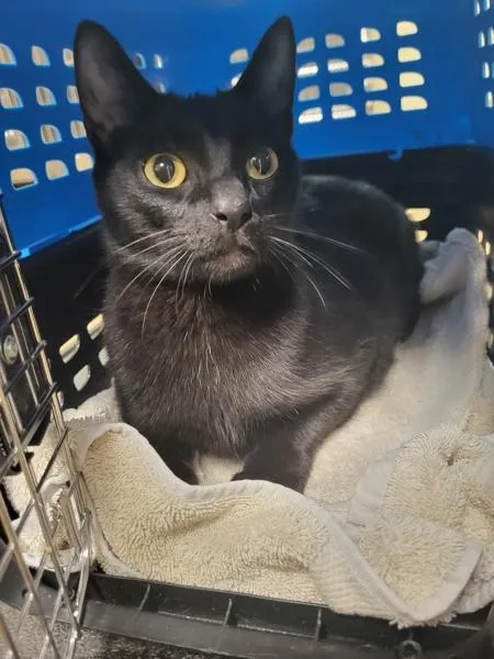 A young small-sized female Domestic Short Hair cat named Fb C for adoption in Lawrenceville, GA