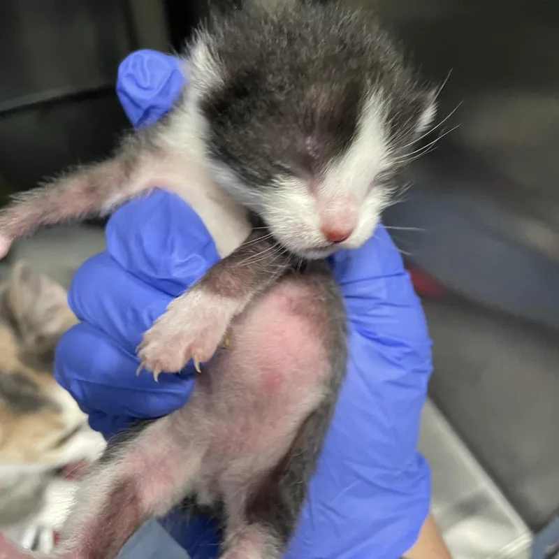A baby small-sized male Black Domestic Short Hair cat named Half Teaspoon for adoption in Greensboro, NC
