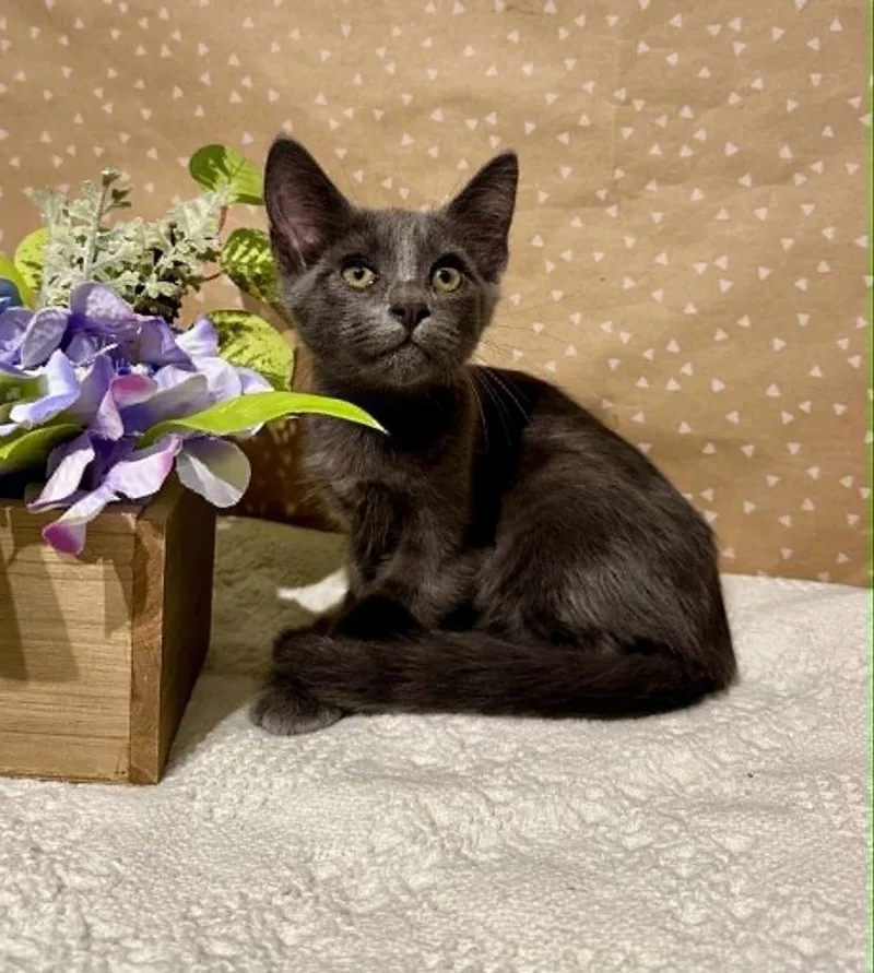 A baby small-sized male Domestic Short Hair cat named Tracker for adoption in Groveland, MA