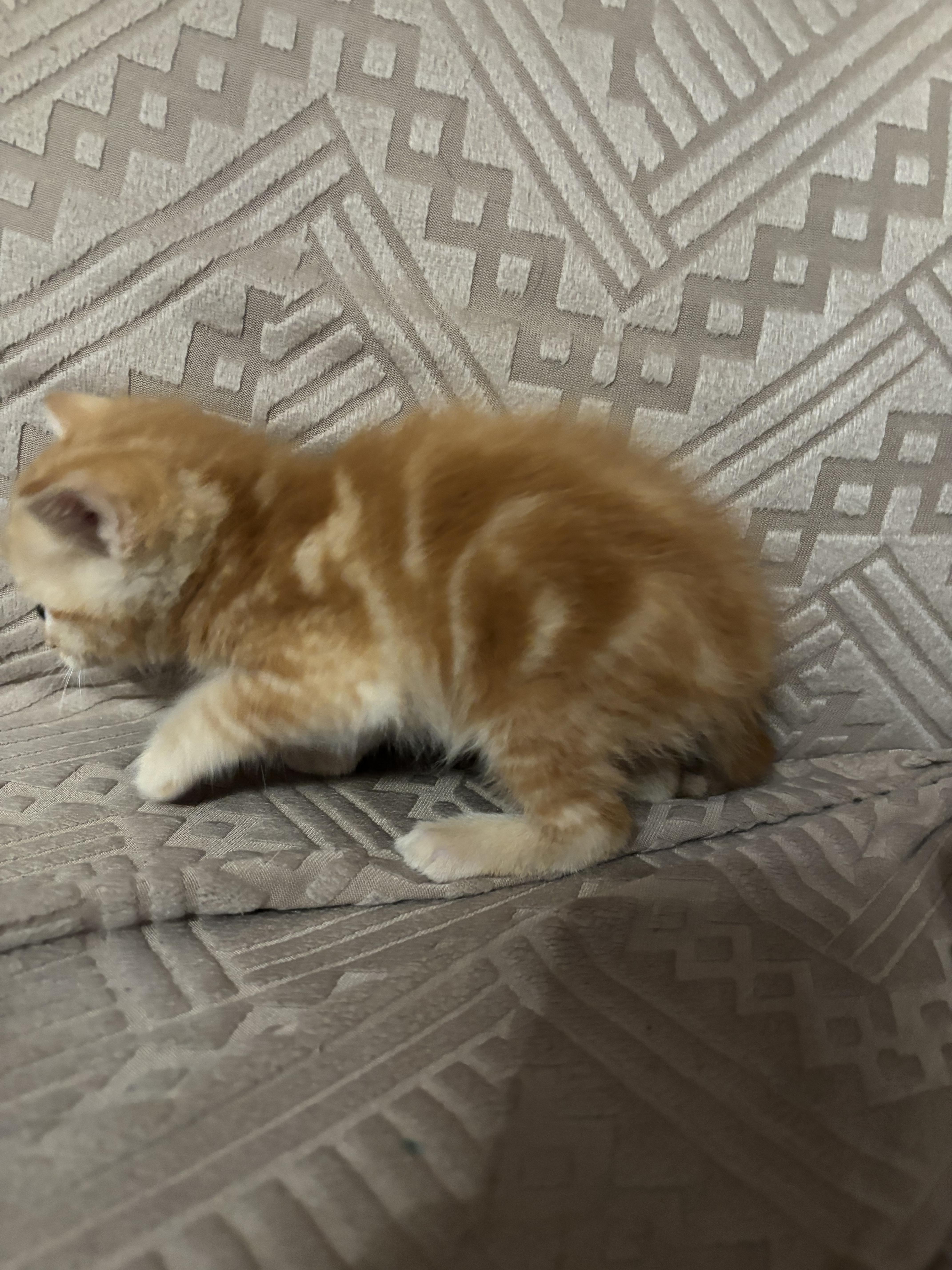A baby small-sized male Domestic Short Hair cat named Mango for adoption in Randolph, AL