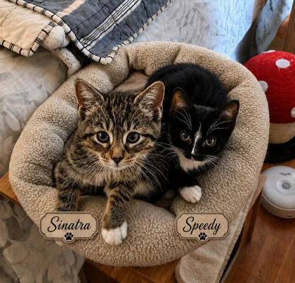 A baby small-sized female Black & White / Tuxedo Domestic Short Hair cat named Speedy for adoption in New York, NY