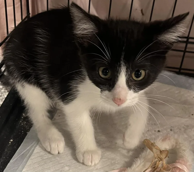 A young small-sized female Black & White / Tuxedo Domestic Short Hair cat named Barbara for adoption in Webster City, IA