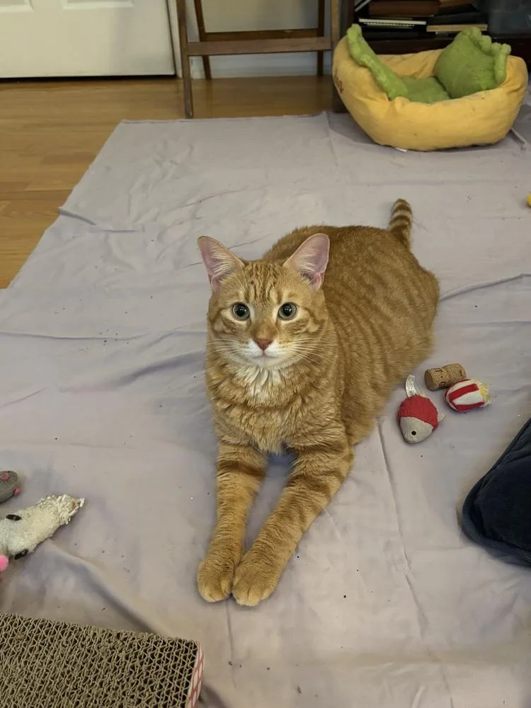 A young large-sized male Domestic Short Hair cat named Coffee for adoption in Chicago, IL
