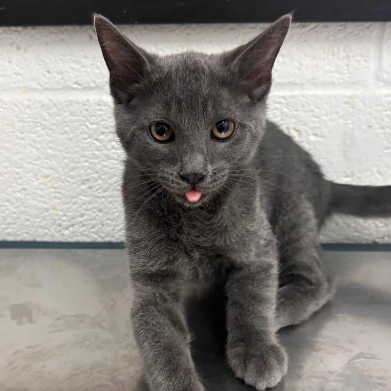 A baby small-sized male Gray / Blue / Silver Domestic Short Hair cat named Shadow for adoption in Edinburg, TX