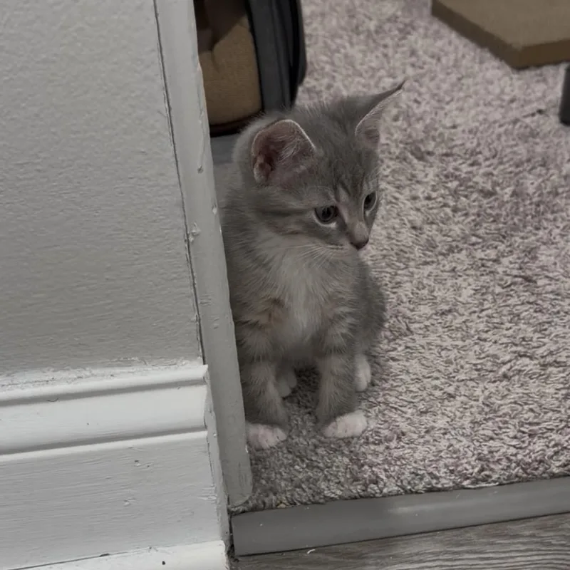 A baby small-sized male Gray & White Domestic Short Hair cat named Sylvio for adoption in Cleveland Heights, OH