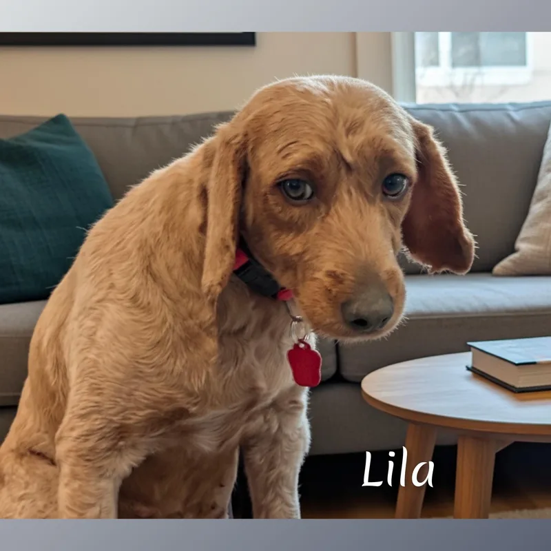 An adult medium-sized female Goldendoodle dog named Lila for adoption in Fredericksburg, VA