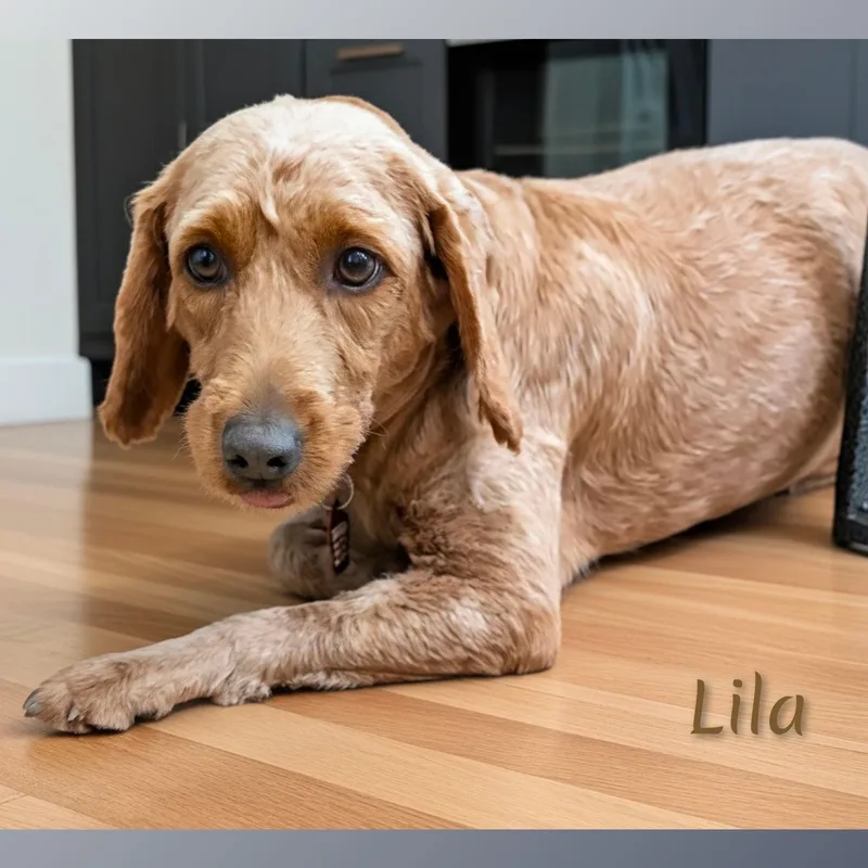 Lila thumbnail 2